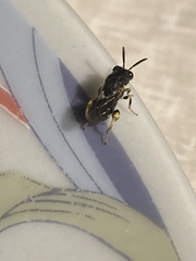 Brachymeria tibialis