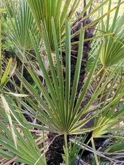 Chamaerops humilis