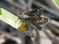 Amblyscirtes aesculapius