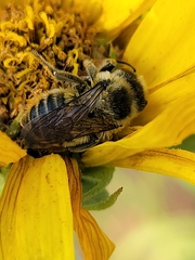 Megachile latimanus