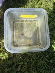 Lithobates clamitans