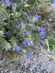 Echium vulgare