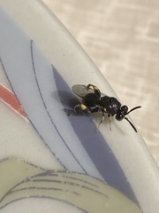 Brachymeria tibialis