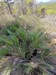 Chamaerops humilis