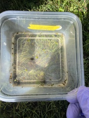 Lithobates clamitans