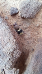 Ronisia
