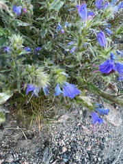 Echium vulgare