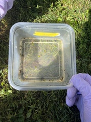 Lithobates clamitans