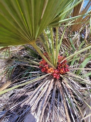 Chamaerops humilis