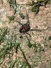 Ventrivomer ancyrophorus