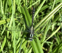 Gomphus vulgatissimus