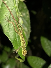 Anolis aequatorialis