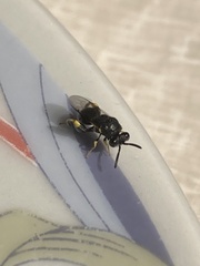 Brachymeria tibialis