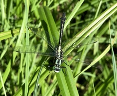 Gomphus vulgatissimus