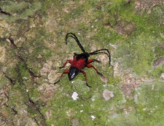 Lissonotus corallinus