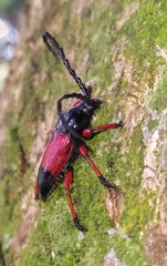 Lissonotus corallinus