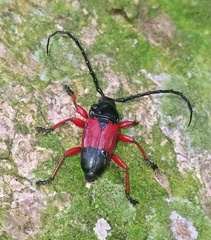 Lissonotus corallinus