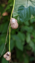 Dioscorea polystachya