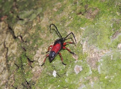 Lissonotus corallinus