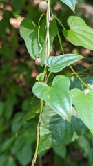 Dioscorea polystachya