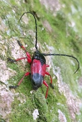 Lissonotus corallinus