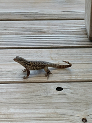 Leiocephalus carinatus