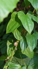 Dioscorea polystachya