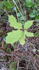 Quercus rubra