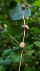 Dioscorea polystachya