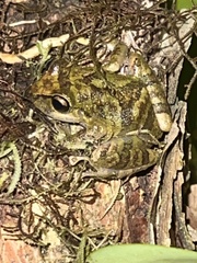 Pristimantis w-nigrum