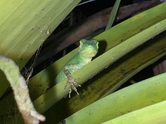 Anolis gemmosus