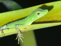 Anolis gemmosus
