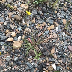 Scorzoneroides autumnalis