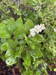 Clethra tomentosa