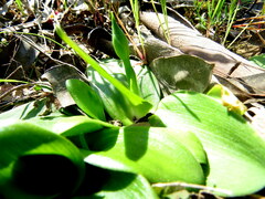 Ornithogalum dubium