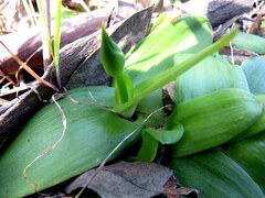Ornithogalum dubium
