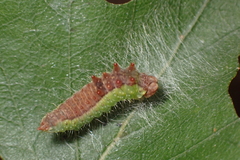 Drepana falcataria