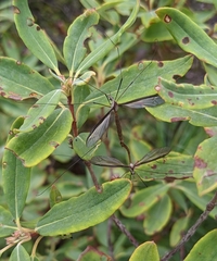 Tipula oleracea