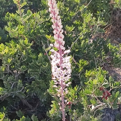 Drimia numidica