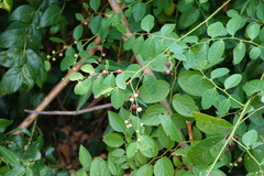 Phyllantheae