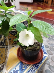 Magnoliopsida