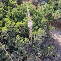 Drimia numidica