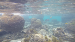 Kyphosus cinerascens