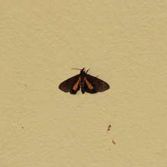 Virbia medarda