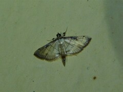 Marasmia poeyalis