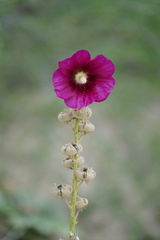 Alcea