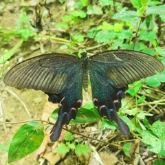Papilio bianor