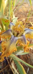 Ferraria variabilis