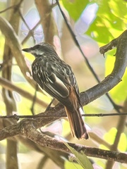 Myiodynastes maculatus