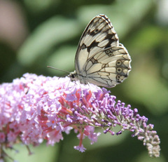 Melanargia lachesis